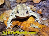 /home//u458753944/public_html/sourcegallery//////McKaig Nature Center/2020-10-11/PA110702.JPG